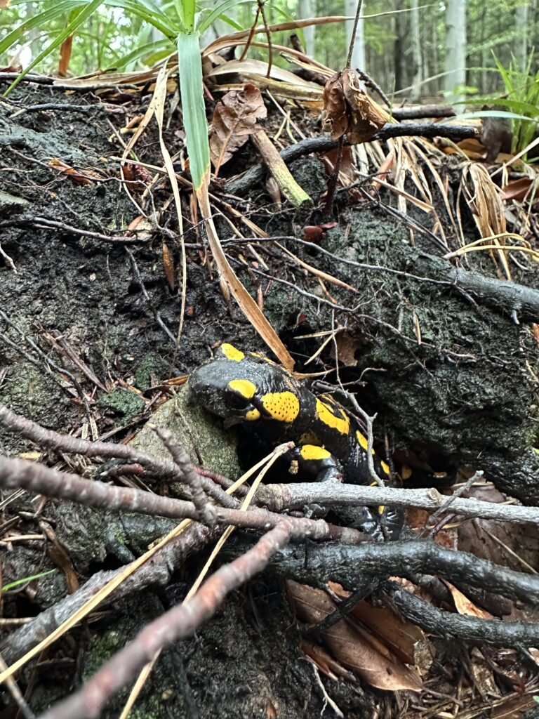 Salamandra plamista